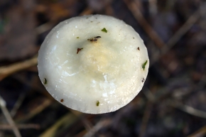 verbleekte echte kopergroenzwam (stropharia aegurinosa) 10-2024 1390